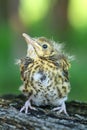The baby song thrush Turdus philomelos