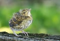 The baby song thrush Turdus philomelos Royalty Free Stock Photo