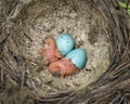 Baby song thrushes (Turdus philomelos) hatching from eggs in the nest