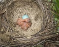 Baby song thrushs hatching from eggs in nest. One baby bird crawling over the other