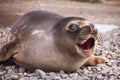 Baby Southern Elephant Seal Mirounga leonina Royalty Free Stock Photo