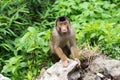 Baby of southern pig-tailed macaque Royalty Free Stock Photo