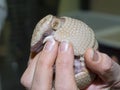 Baby southern three-banded armadillo in a hand Royalty Free Stock Photo