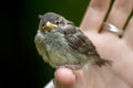 Holding a baby sparrow on your finger Royalty Free Stock Photo