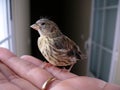 Baby sparrow Royalty Free Stock Photo