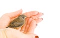 Baby sparrow in arm. Royalty Free Stock Photo