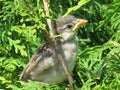 Baby Sparrow Royalty Free Stock Photo