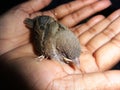 A baby sparrow being rescued Royalty Free Stock Photo