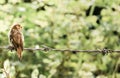 Baby Sparrow Experiencing new life Royalty Free Stock Photo