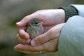 Holding a baby sparrow Royalty Free Stock Photo