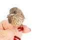 Baby sparrow on the human arm Royalty Free Stock Photo