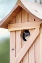 Baby Sparrow in a Nest Peeking Out Royalty Free Stock Photo