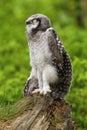 Baby sparrow owl practising Royalty Free Stock Photo