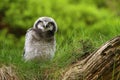 Baby sparrow owl Royalty Free Stock Photo