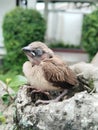 a baby sparrow sleeping on a tree Royalty Free Stock Photo