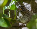 Baby sparrow in the sunshine Royalty Free Stock Photo