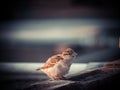 The baby sparrow is very well shedding its body in the mud. 2