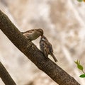 A baby sparrow Royalty Free Stock Photo