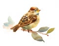 Baby Sparrow Watercolor Bird Sitting on a branch with Leaves Illustration Hand Drawn isolated on white background