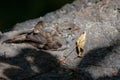 Baby Sparrow & x28;Passeridae& x29; Royalty Free Stock Photo