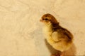 Baby Speckled Sussex chick