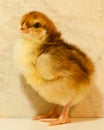 Baby Speckled Sussex chick stands in profile