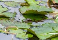 baby spectacled caiman sitting on a lily pad in a lagoon Royalty Free Stock Photo