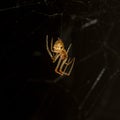Baby spider while preparing its spiderweb to capture prey