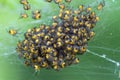 Baby spiderlings of the Cross Orb Weaver spider araneus diadematus