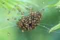 Baby spiderlings of the Cross Orb Weaver spider araneus diadematus