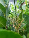 baby spiders that have just hatched and are running around in their nests