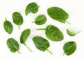 Baby spinach leaves Royalty Free Stock Photo