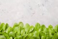 Baby spinach leaves on grey concrete background, top view, copy space. Clean eating, detox, diet food ingredient Royalty Free Stock Photo