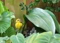 Baby Spot Breasted Oriole perched close to the ground, growing his new feathers but still has some fluffy down, practices flying. Royalty Free Stock Photo