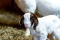 Baby Spotted Boer Goat with Lop Ears in barn Royalty Free Stock Photo