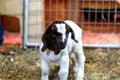 Baby Spotted Boer Goat with Lop Ears in barn Royalty Free Stock Photo