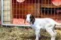 Baby Spotted Boer Goat with Lop Ears in barn