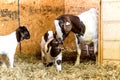 Baby Spotted Boer Goats with Lop Ears in barn with mother Royalty Free Stock Photo