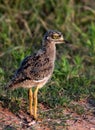 A baby spotted Dikkop Chick Royalty Free Stock Photo