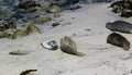 Baby spotted harbor and seal and its mother on a sandy beach, Pacific Grove CA. Royalty Free Stock Photo