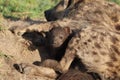 Spotted hyena cub and its mom in the african savannah. Royalty Free Stock Photo