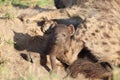 Spotted hyena cub and its mom in the african savannah. Royalty Free Stock Photo