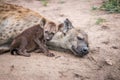 Baby Spotted hyena with his mother.