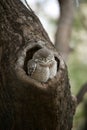 Baby spotted owlet in a tree