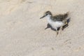 Baby Spotted Sandpiper descending a sand dune