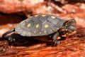 Baby Spotted Turtle (clemmys guttata)