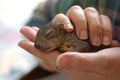 Baby Squirrel 1 Royalty Free Stock Photo