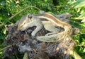 Baby squirrel Royalty Free Stock Photo