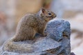 Baby Squirrel Royalty Free Stock Photo