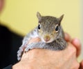 Baby squirrel Royalty Free Stock Photo